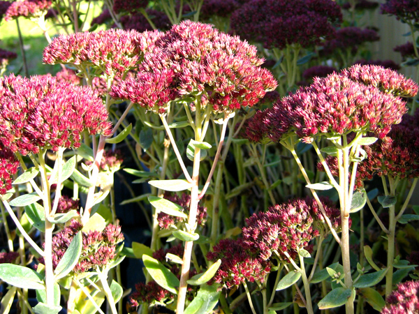 Sedum spectabile