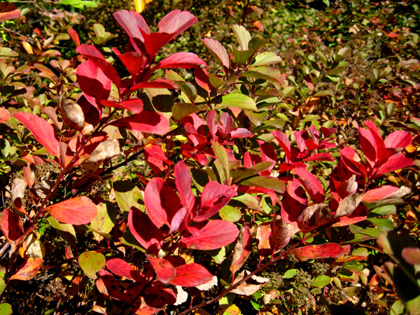 Spirea betulifolia