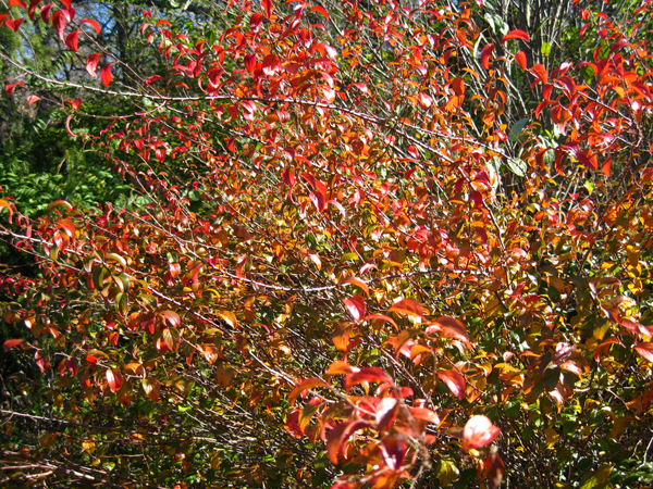 Spirea prunifolia Flora Plena