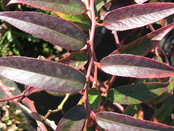 Stachyurus praecox Rubriflora