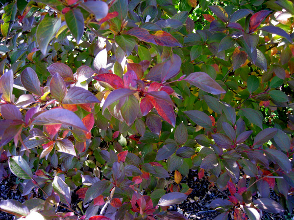 Stewartia pseudocamelia 2