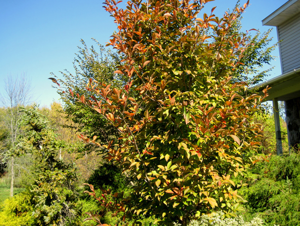 Stewartia pseudocamelia 3