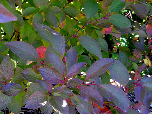 Stewartia pseudocamelia