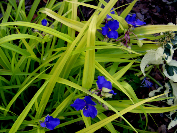 Tradescantia Swee tKate