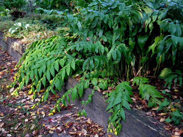 Tricyrtis macrantha ssp macranthopsis 3