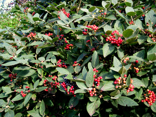 Viburnum Alleghany