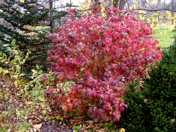 Viburnum Burkwoodii 2