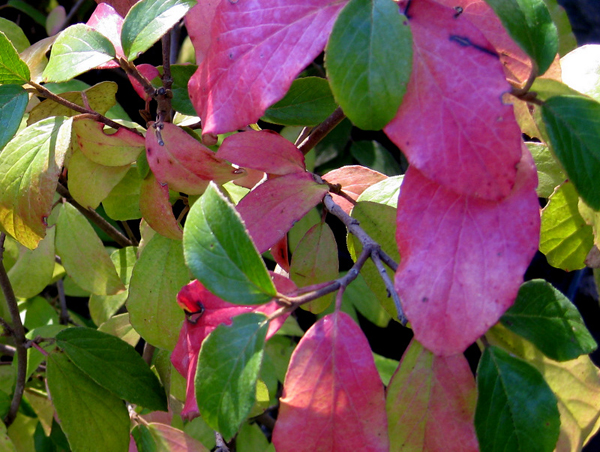 Viburnum Burkwoodii