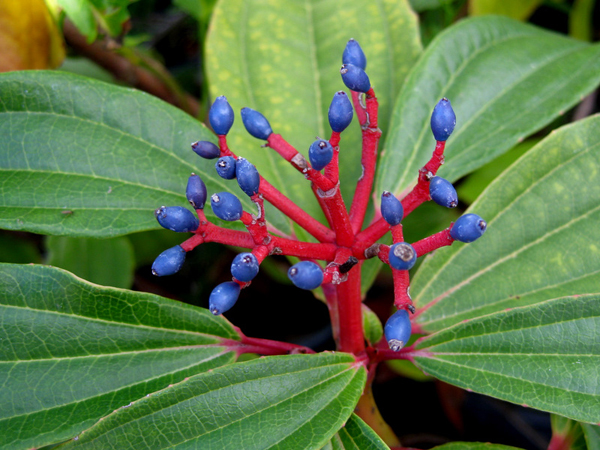 Viburnum davidii