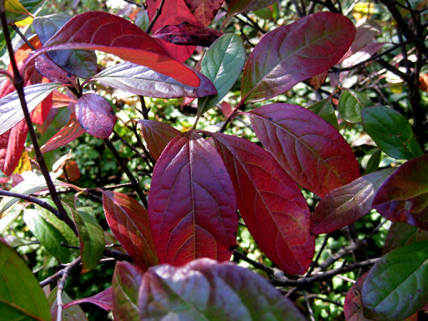 Viburnum nudum Winterthur 2