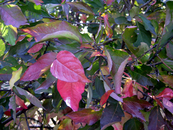 Viburnum nudum Winterthur