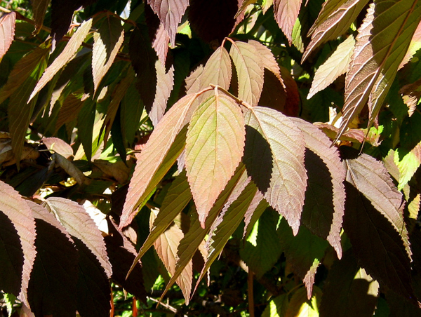 Viburnum plicatum Shasta