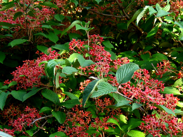 Viburnum plicatum Shoshone