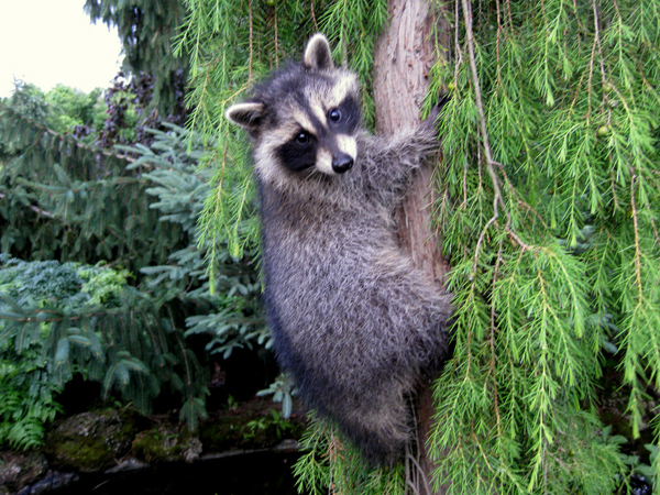 Water garden Coon baby 2