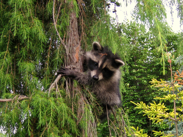 Water garden Coon baby