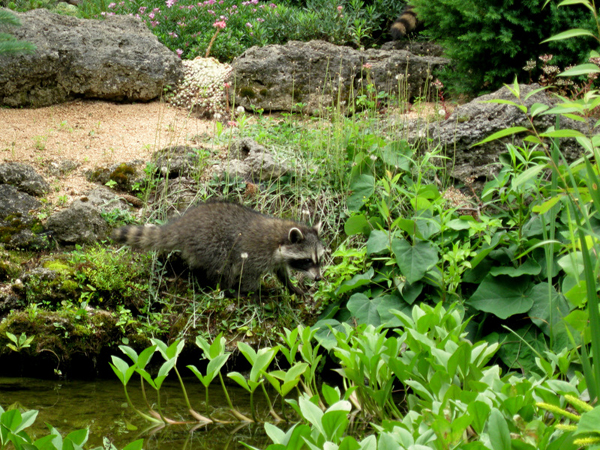 Water garden Coon babys 2