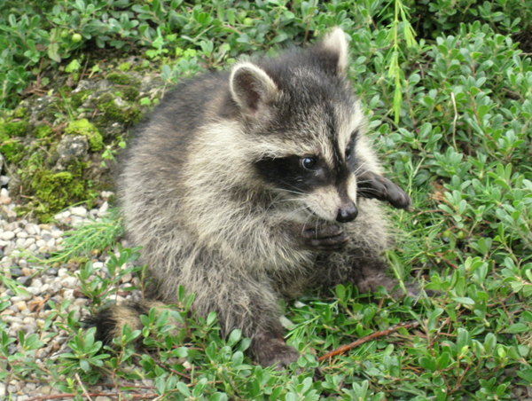 Water garden Coon babys 4