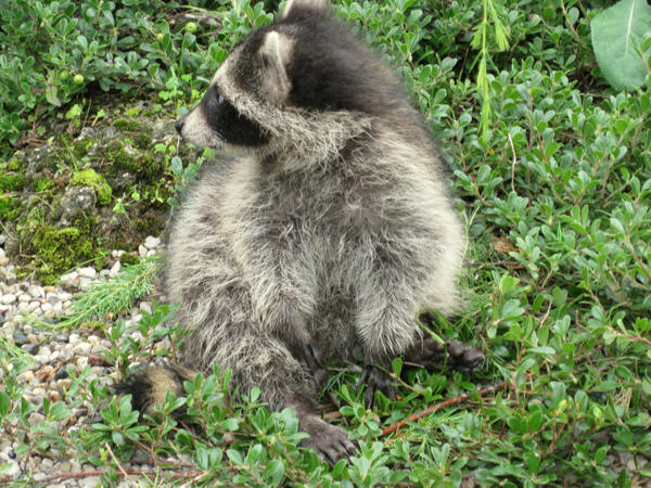 Water garden Coon babys 5