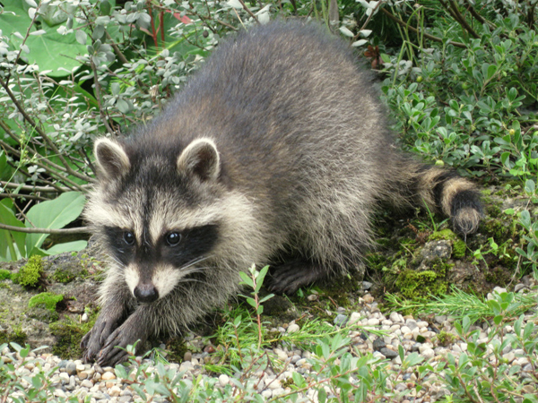 Water garden Coon babys 6