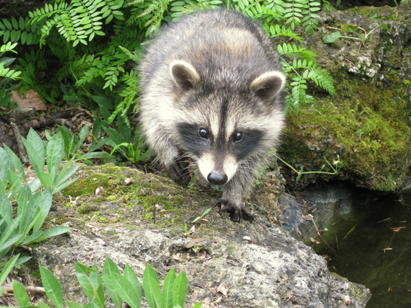 Water garden Coon babys 8