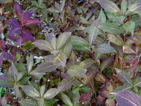 Weigela Floribunda Victoria