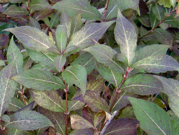 Weigela florida Floribunda Victoria