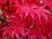 Acer palmatum ex Bloodgood 2