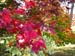 Acer palmatume x Bloodgood 5