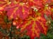 Acer rubrum Shocking Gold 2