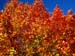 Acer saccharum 2