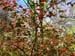 Amelanchier laevis 2