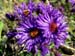 Aster punicus