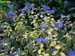 Caryopteris clandonensi sunshine Bleu 2