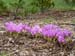 Colchicum sp 2