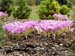 Colchicum sp 6