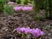 Colchicum sp 7