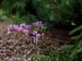 Colchicum sp 8