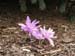 Colchicum sp 9