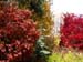 Cornus kousa Witches Broom and Acer japonicum