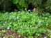 Corydalis sp blue ex dufu temple china 2