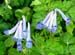 Corydalis sp blue ex dufu temple china 3