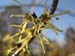 Hamamelis virginiana 2