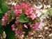 Hydrangea paniculata Pinky Winky