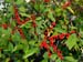 Ilex Hybrid Sparkleberry 1