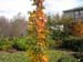 Liquidamber styraciflua Slender Silhouette 2