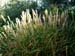 Miscanthus