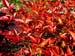 Nandina domistica Firepower 2