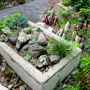 Trough Garden Collection small Trough Garden Collection small